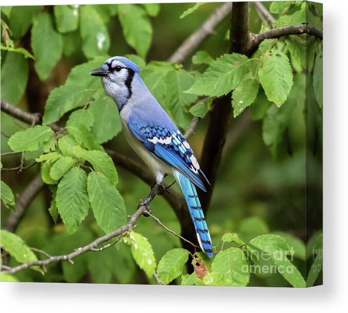 Bird Canvas Print featuring the photograph Blue Jay by Phil Spitze