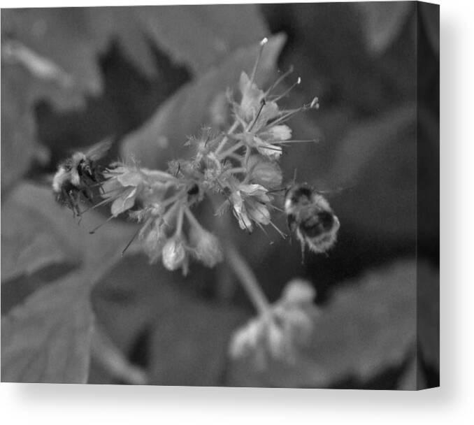 Nature Canvas Print featuring the photograph Busy With Life in the Forest #1 by Charles Lucas