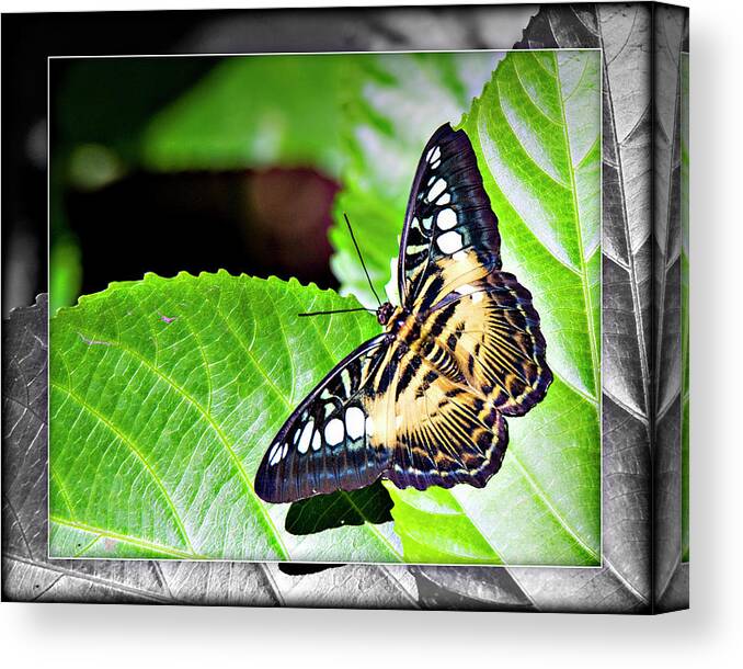 Butterfly Canvas Print featuring the digital art Butterfly 13c by Walter Herrit
