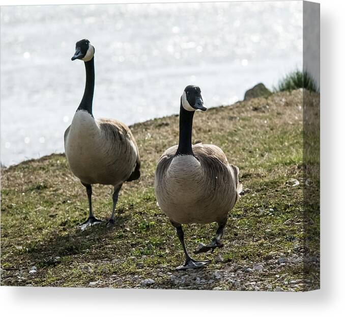 Jan Holden Canvas Print featuring the photograph Canada Geese   by Holden The Moment