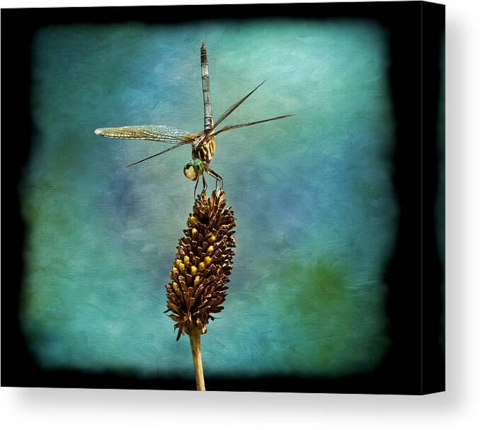 Dragon Fly Canvas Print featuring the photograph Dragon Fly #1 by Steven Michael