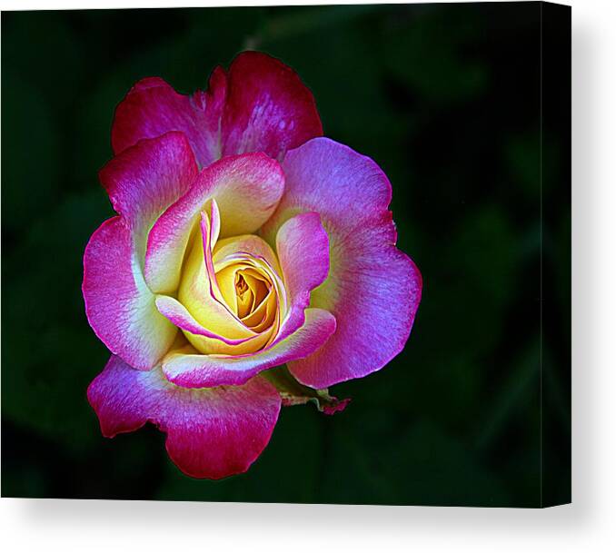 Red And Yellow Rose Canvas Print featuring the photograph Glowing Rose #1 by Karen McKenzie McAdoo