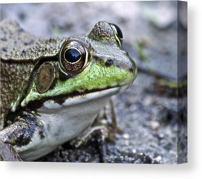 Frog Canvas Print featuring the photograph Green Frog #1 by Michael Peychich