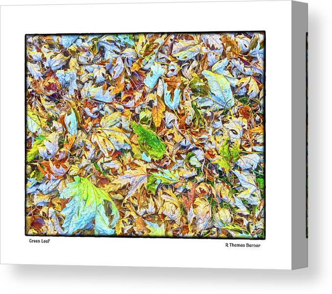 Leaves Canvas Print featuring the photograph Green Leaf #1 by R Thomas Berner