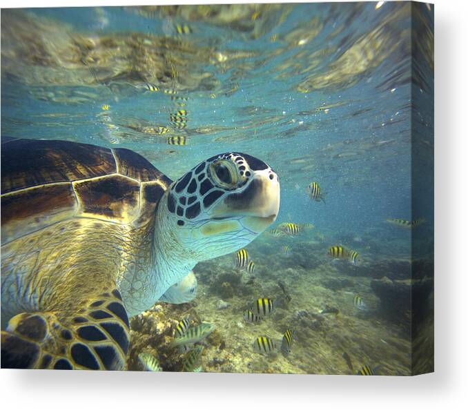 00451417 Canvas Print featuring the photograph Green Sea Turtle Balicasag Island by Tim Fitzharris
