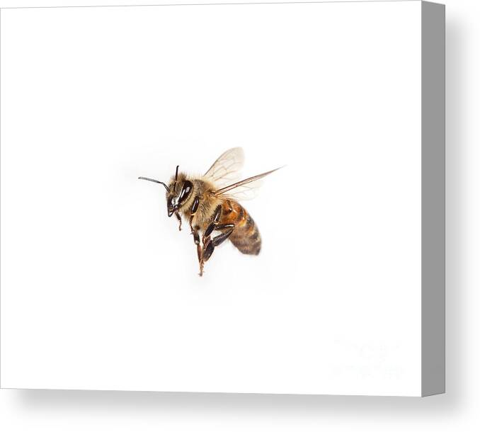 Honey Bee Canvas Print featuring the photograph Honey Bee In Flight #1 by Ted Kinsman
