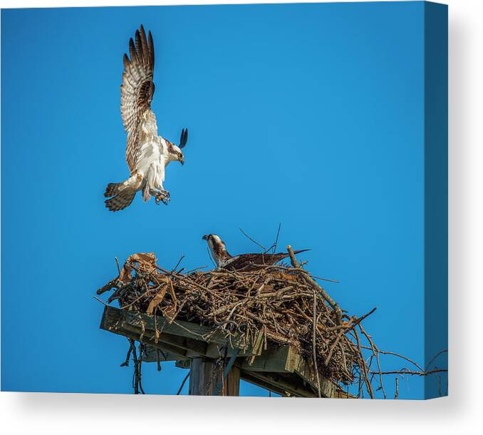 Raptor Canvas Print featuring the photograph Incoming by Cathy Kovarik