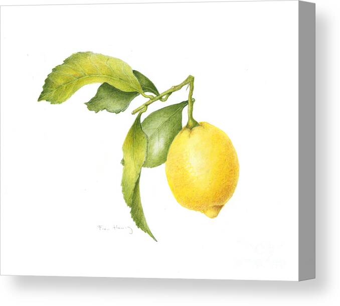 Lemon Canvas Print featuring the painting Lemon #1 by Fran Henig