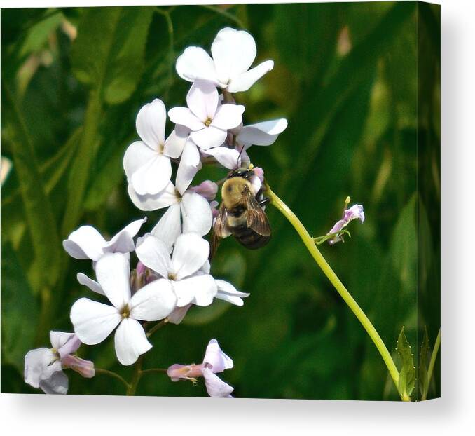 Bee Canvas Print featuring the photograph Macro Bee On Flowers #1 by Ashton Usher