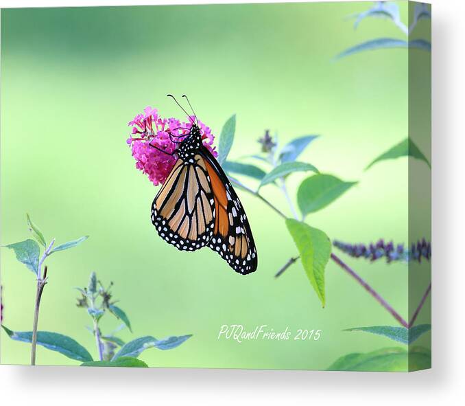Monarch Butterfly On Butterfly Bush Canvas Print featuring the photograph Monarch Butterfly #1 by PJQandFriends Photography