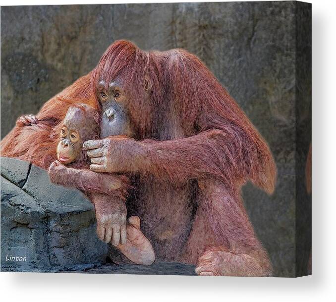 Orangutan Canvas Print featuring the digital art Motherhood 4 #1 by Larry Linton