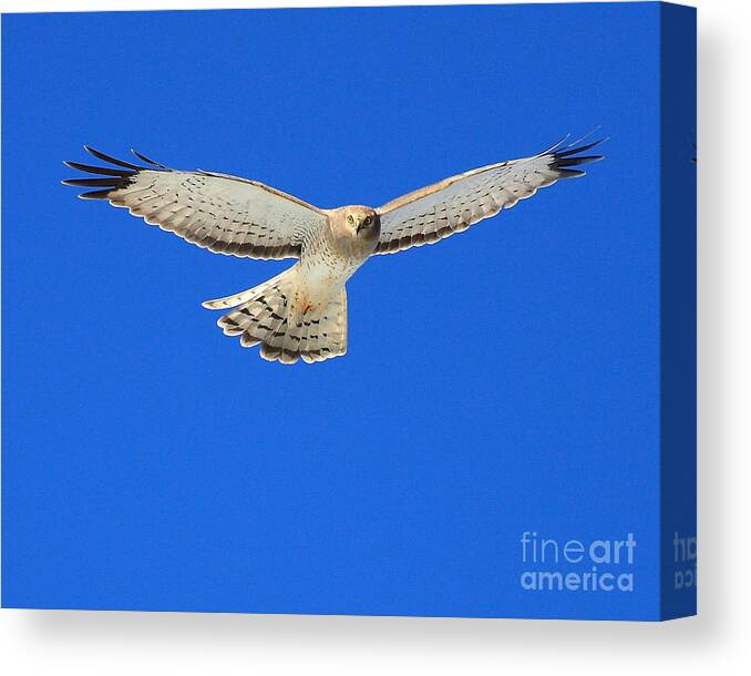 Animals Canvas Print featuring the photograph Northern Harrier In Flight #1 by Wingsdomain Art and Photography