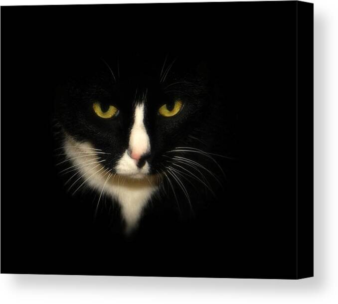 Cat Canvas Print featuring the photograph Oreo by Angie Tirado