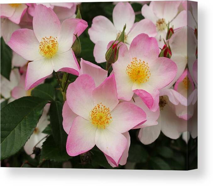 Dreamer By Design Photography Canvas Print featuring the photograph Pink #1 by Kami McKeon