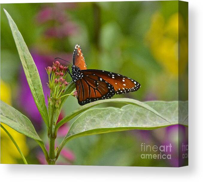 Butterfly Canvas Print featuring the photograph Queen #1 by Carol Bradley