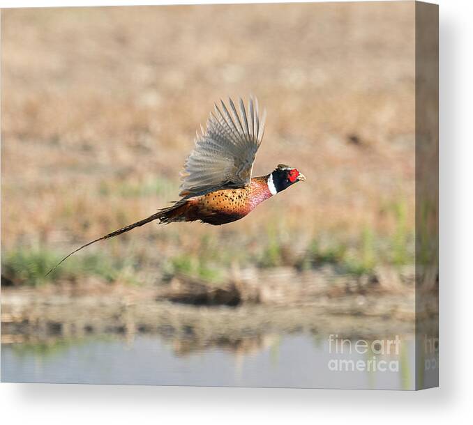 Bird Canvas Print featuring the photograph Ring Necked Pheasant on the Wing by Dennis Hammer