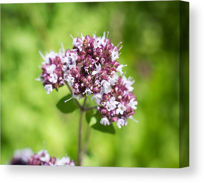 Flower Canvas Print featuring the photograph Rise Above #1 by Mary Underwood