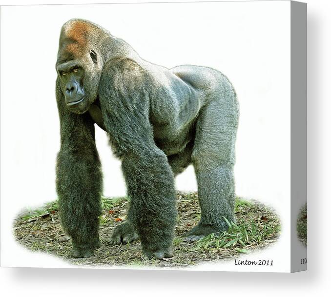 Gorilla Canvas Print featuring the photograph Silverback #1 by Larry Linton