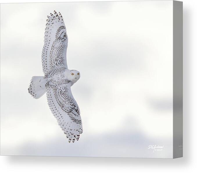 Owl Canvas Print featuring the photograph Snowy flyby #1 by Don Anderson