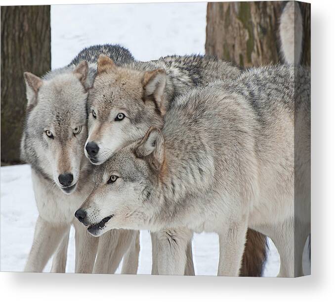 Wolf Canvas Print featuring the photograph Three Wolves Are A Crowd by Gary Slawsky