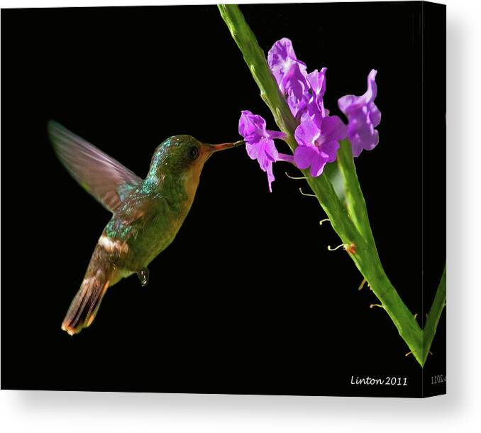 Tufted Coquette Canvas Print featuring the photograph Tufted Coquette #1 by Larry Linton