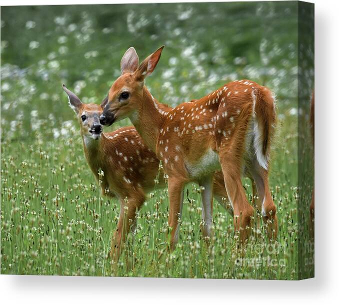 Twins Canvas Print featuring the photograph Twins #1 by Amy Porter