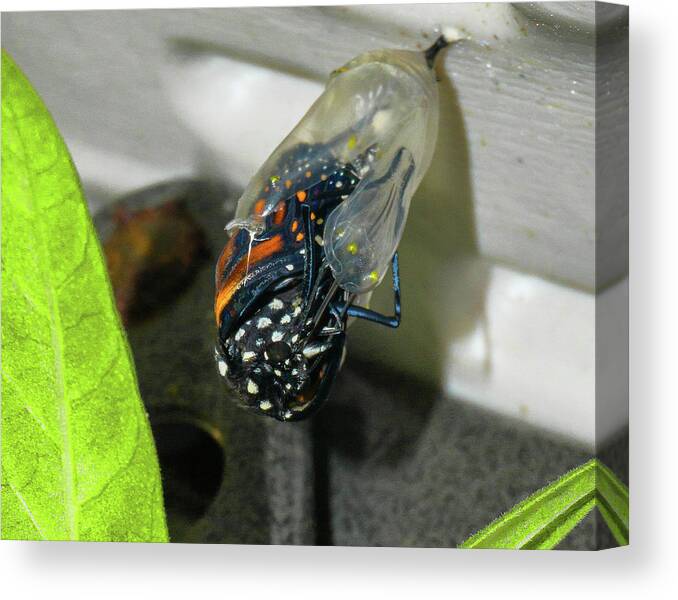 Butterfly Canvas Print featuring the photograph Welcome #2 by Dennis Dugan