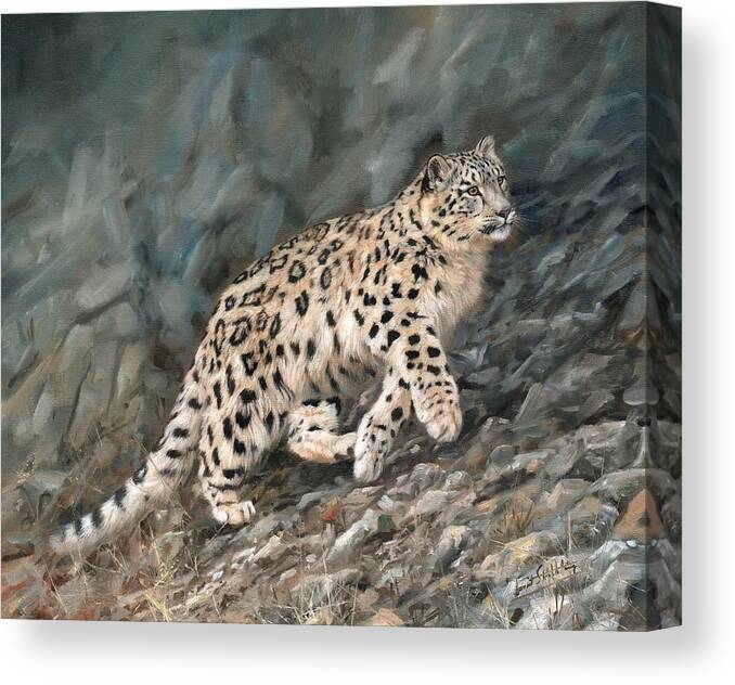 Snow Leopard Canvas Print featuring the painting Snow Leopard #10 by David Stribbling