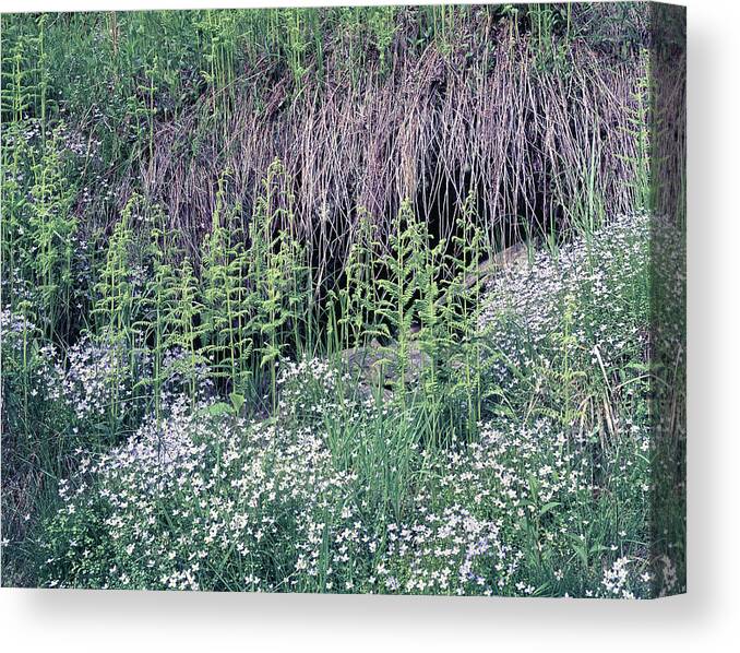Bluets Canvas Print featuring the photograph 146011 Bluets GSMNP by Ed Cooper Photography