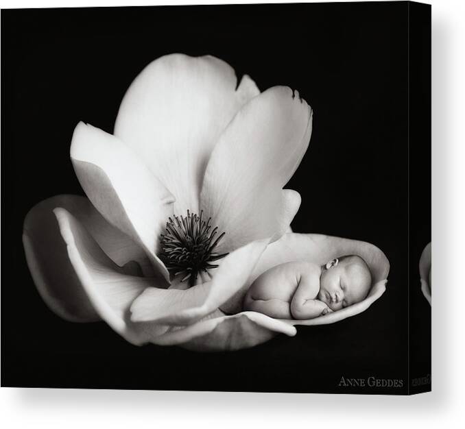 Black And White Canvas Print featuring the photograph Violet in a Magnolia by Anne Geddes