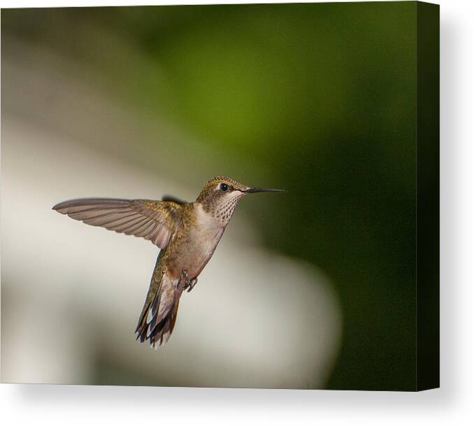 Hummers Canvas Print featuring the photograph Female Ruby Throated Hummingbird #2 by Brenda Jacobs