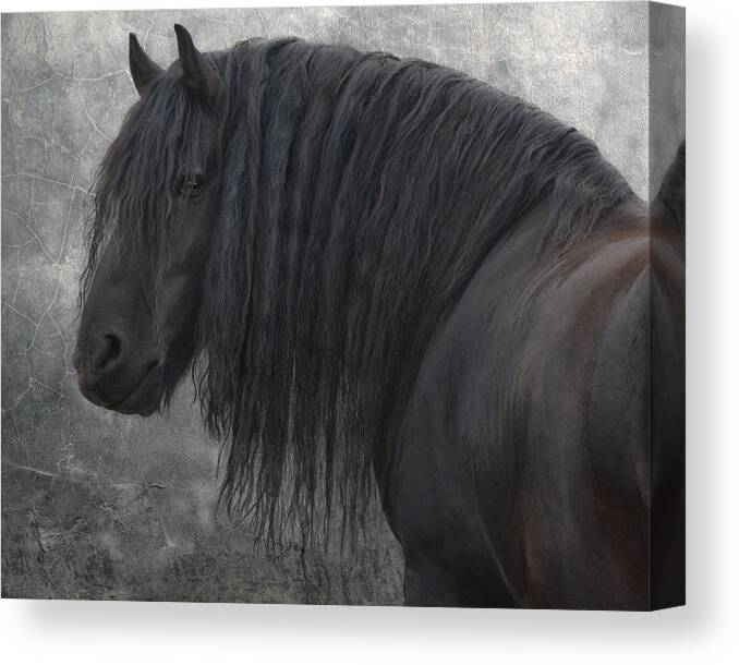 Animals Canvas Print featuring the photograph Frisian Stallion #2 by Joachim G Pinkawa