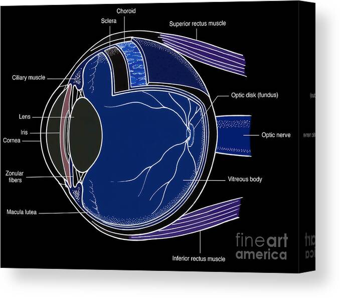 Anatomy Canvas Print featuring the photograph Illustration Of Eye Anatomy #2 by Science Source