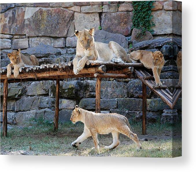 Ft. Worth Canvas Print featuring the photograph Lioness and Cubs #2 by Kenny Glover