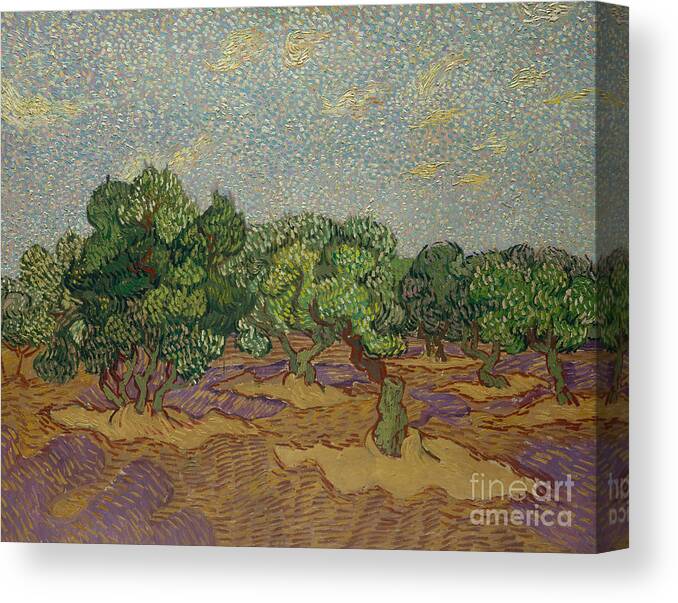 Vincent Van Gogh Canvas Print featuring the painting Olive Trees, 1889 by Vincent Van Gogh