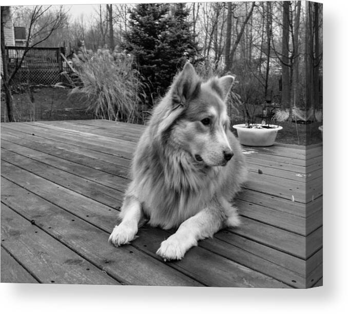 Dog Canvas Print featuring the photograph The Wonder Dog #2 by Brad Nellis