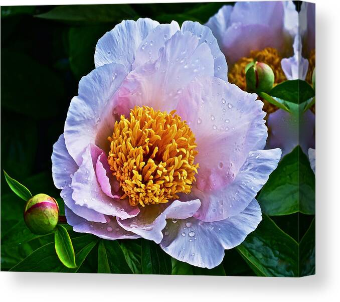 Peony Canvas Print featuring the photograph 2015 Spring at the Garden White Peony by Janis Senungetuk