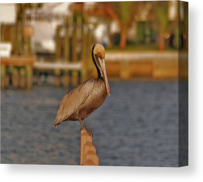 Pelican Canvas Print featuring the photograph 21- Pelican by Joseph Keane