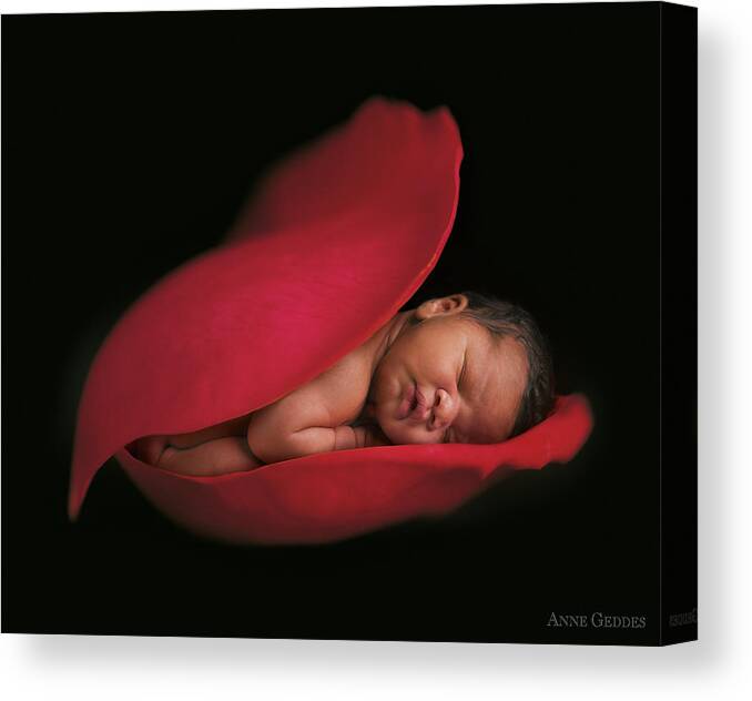 Rose Canvas Print featuring the photograph Darion in a Rose Petal by Anne Geddes