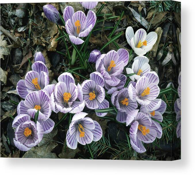 Crocus Canvas Print featuring the photograph 2A4X42 Crocuses in Our Garden by Ed Cooper Photography