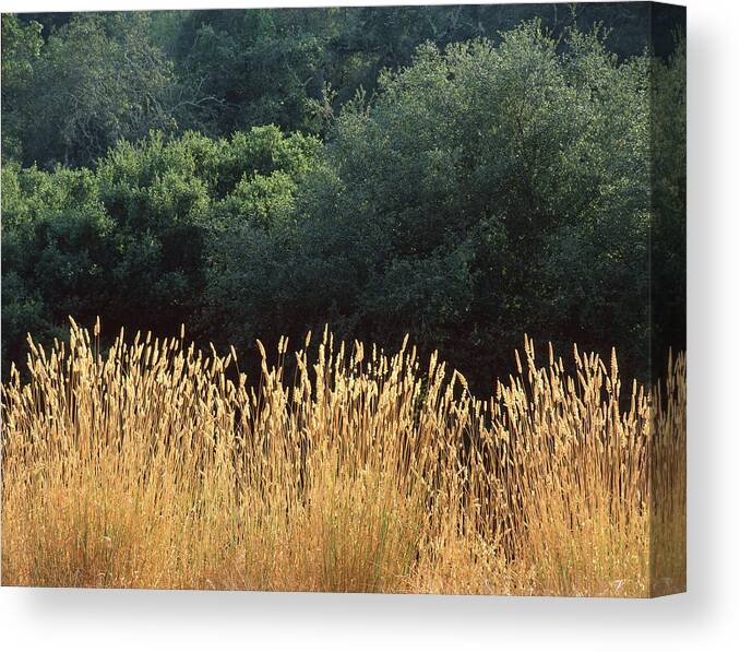 Grass Canvas Print featuring the photograph 2B6318 Grass and Oak Trees on Sonoma Mountain by Ed Cooper Photography