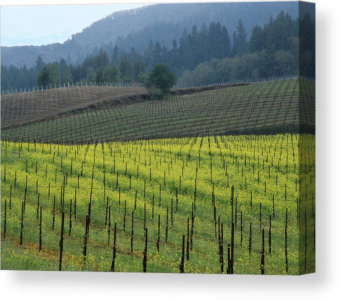 Mustard Canvas Print featuring the photograph 2B6320 Mustard in Vinyards by Ed Cooper Photography