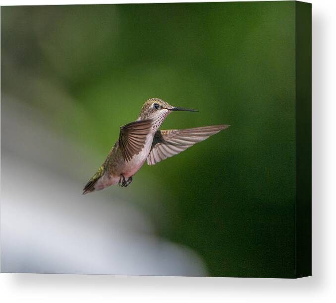 Hummers Canvas Print featuring the photograph Female Ruby Throated Hummingbird #3 by Brenda Jacobs