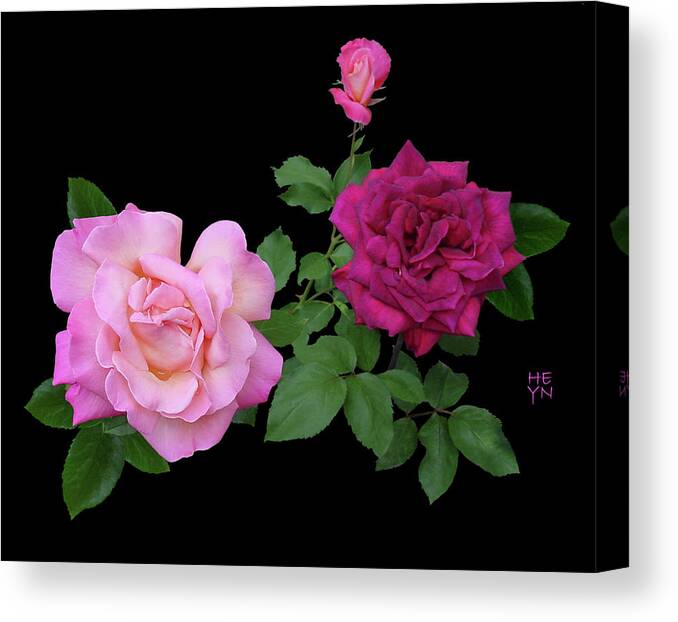 Cutout Canvas Print featuring the photograph 3 Pink Roses Cutout by Shirley Heyn