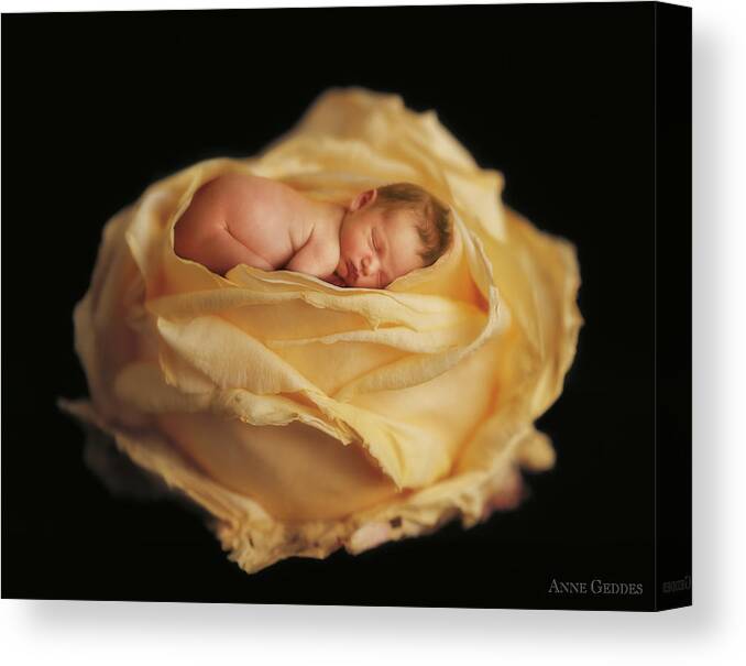 Rose Canvas Print featuring the photograph Garden Rose by Anne Geddes