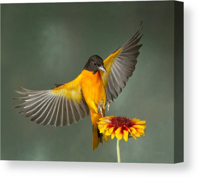 Nature Canvas Print featuring the photograph Don't Squeeze The Charmin #4 by Gerry Sibell