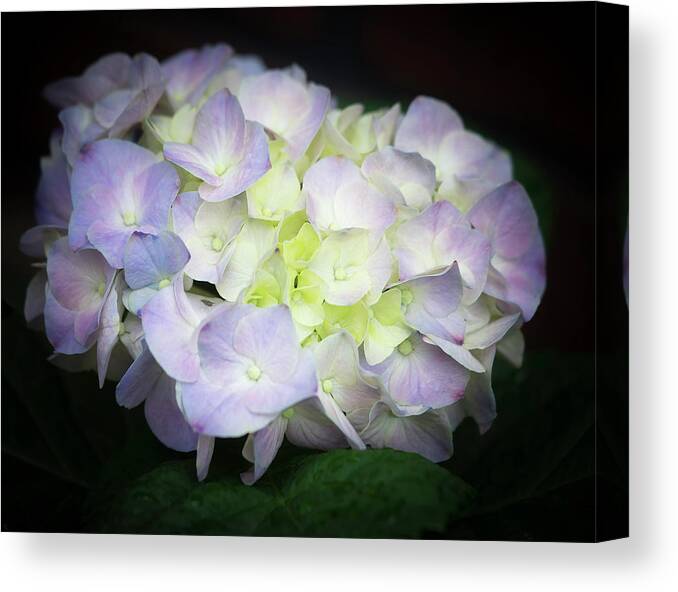 Hydrangea Canvas Print featuring the photograph Hydrangea #4 by Cathy Donohoue