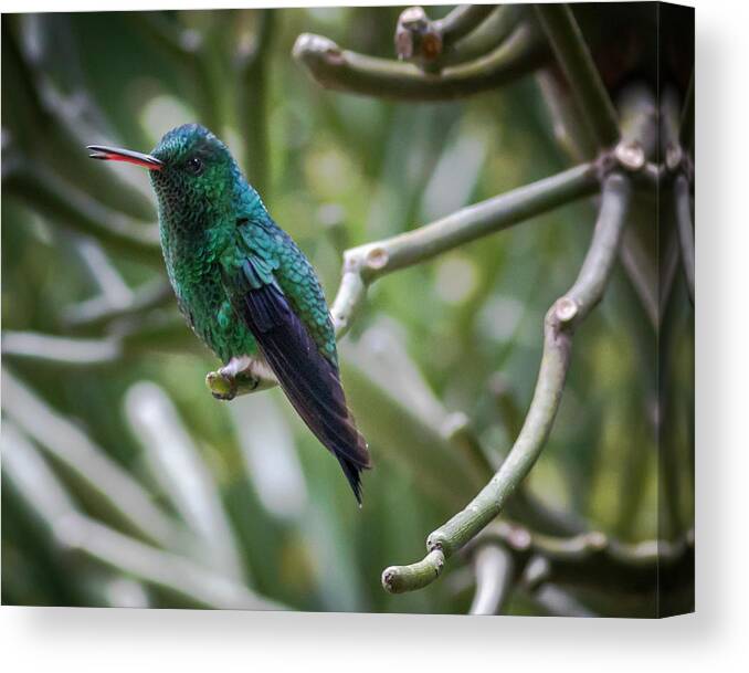 Birds Canvas Print featuring the photograph Steely-Vented Hummingbird Quindio Colombia #4 by Adam Rainoff