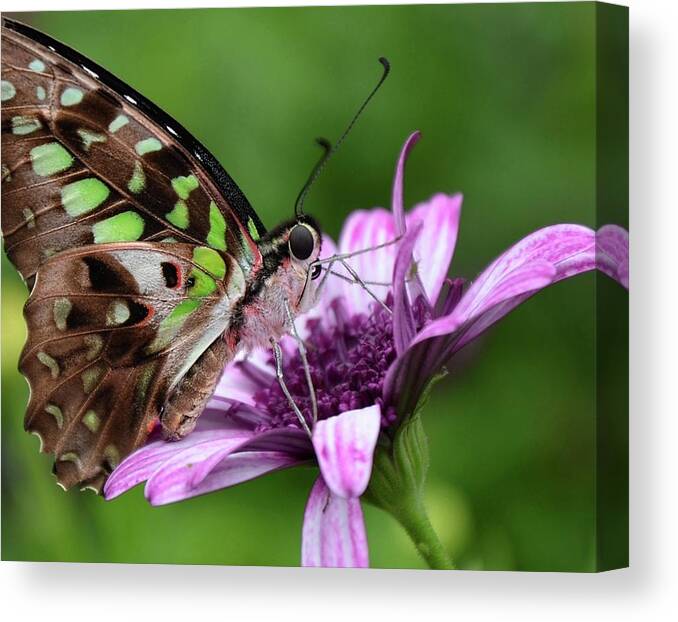 Butterfly Canvas Print featuring the photograph Tailed Jay #10 by Ronda Ryan