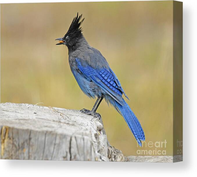 Bird Canvas Print featuring the photograph Stellers Jay #6 by Dennis Hammer